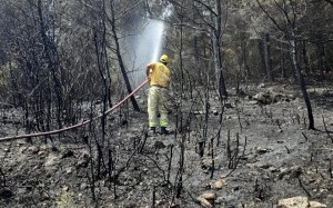 ORMAN YANGINI İKİ SAATTE SÖNDÜRÜLDÜ