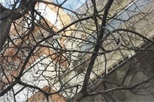 ALİAĞA’DA  AĞAÇLAR ÇİÇEK AÇTI