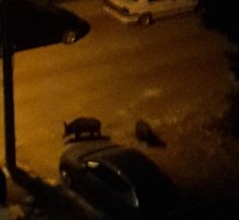 YABAN DOMUZLARI ŞEHRE İNDİ