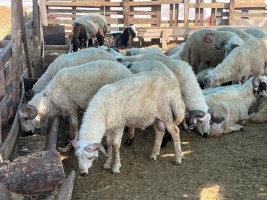 Kurbanlık kesim fiyatları açıklandı