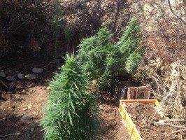 UYUŞTURUCU YETİŞTİRİCİLERİNE BİR DARBE DAHA