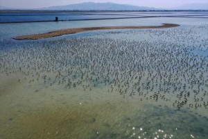 İki aylık flamingolar ‘kreşte’ uçmayı öğreniyor
