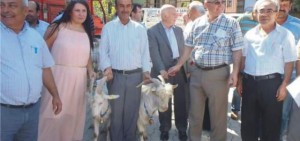 YETİŞTİRİCİLERE TEKE DAĞITIMI YAPILDI