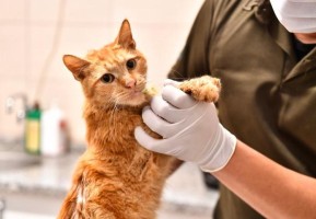 ENKAZDAN ÇIKARILAN KEDİLER TEDAVİ ALTINA ALINDI