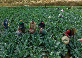 Yağmurlar çiftçinin yüzünü güldürdü