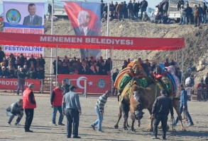 MENEMEN DEVE GÜREŞİ’NDEN RENKLİ GÖRÜNTÜLER…