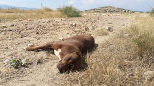 ÖNCE YABAN DOMUZU, ŞİMDİ PİTBULL