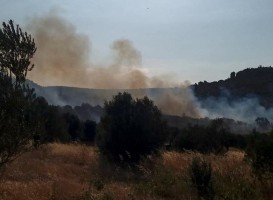 FOÇA’DA ORMANLIK ALAN YANDI