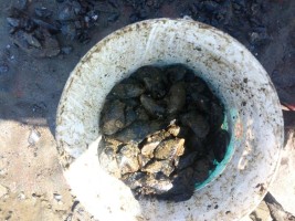 KAÇAK MİDYE AVCILARINA SUÇÜSTÜ