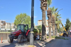 PALMİYELER BUDANIYOR