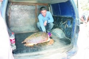 KARETTA KARETTA'NIN YAŞAM SAVAŞI