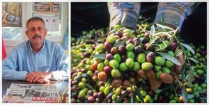 MESUT GÜN: “BU SENE ZEYTİNDE REKOLTE DÜŞÜK”