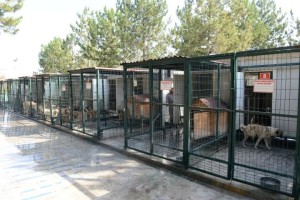 HAYVAN BARINAĞI PROJESİ İHALEYE ÇIKIYOR