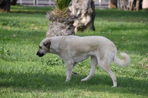 BELEDİYEDEN ‘KİST HİDATİK’ SEMİNERİ