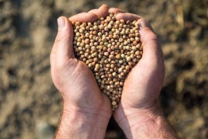 Kuraklığa ve susuzluğa dayanıklı yem bitkileri