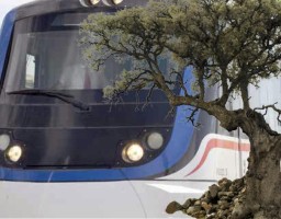 İZBAN HATTINDAKİ ZEYTİN AĞAÇLARI YENİDEN GÜNDEMDE!