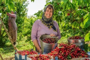 TARIMDA YÜKSEK ENFLASYONA "İZMİR FRENİ"