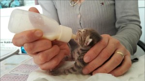 ÖLMEK ÜZEREYKEN BULUNDU, YAŞAMA TUTUNDU