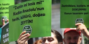 ŞİMDİLİK “ZEYTİN” KAZANDI!