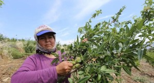 MENEMEN'DE İLK BADEM HEYECANI