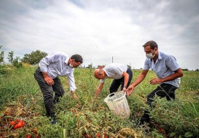 BAŞKAN SOYER, DOMATES HASADI YAPTI