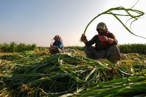 Kışlık sebze tezgâha gecikmeli çıktı
