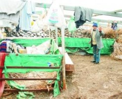 23 koyunu 18 kuzusu çalındı