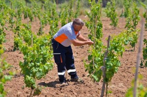 Geleneksel üzümler yeniden canlanıyor