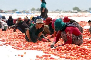 BAKIRÇAY’DA HASAT ZAMANI