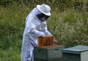 BAL ÜRETİCİLERİNE ARICILIK SEMİNERLERİ