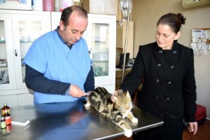 BİN 920 SOKAK HAYVANI AMELİYAT EDİLDİ