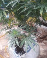 LÜKS VİLLAYA UYUŞTURUCU OPERASYONU