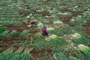 TÜRKİYE'NİN KIŞLIK SEBZESİ İZMİR'DEN