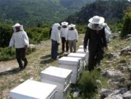 Kuzey Ege Bölgesi'ndeki arıcılar toplanıyor