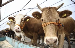 Kurbanlık kesim fiyatları açıklandı