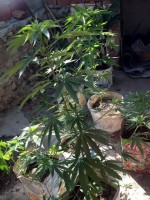 JANDARMA’DAN UYUŞTURUCU OPERASYONU