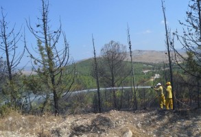 PINARCIK MEVKİİNDE ORMAN YANGINI