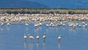 İZMİRLİLER UNESCO ADAYI GEDİZ DELTASI’NDA BULUŞUYOR