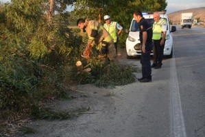 ŞİDDETLİ RÜZGAR AĞACI DEVİRDİ