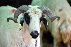 THK, KURBAN DERİSİ BAĞIŞLARINI BEKLİYOR