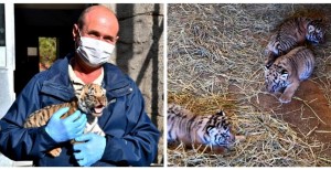 ÜÇ YAVRU KAPLANIMIZ OLDU