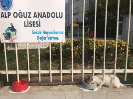 ALP OĞUZ SOKAK HAYVANLARINA DEĞER VERİYOR