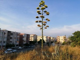 'AGAVE' BİTKİSİ ALİAĞA'DA DA BULUNDU