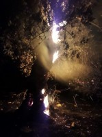 ZEYTİN AĞAÇLARINI KİM YAKTI?