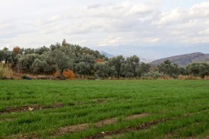 KURAKLIĞA KARŞI YEM BİTKİLERİ