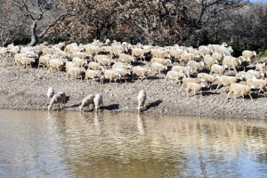 HAYVAN İÇME SUYU GÖLETLERİ YENİLENECEK