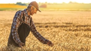Çiftçilere ödenecek destekler belli oldu