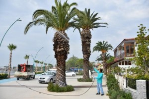 PALMİYELER İLAÇLANIYOR