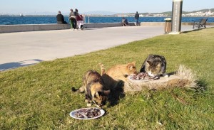 ‘PATİLERE SES OL’