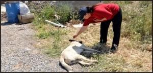 Aliağa’da köpek katliamı